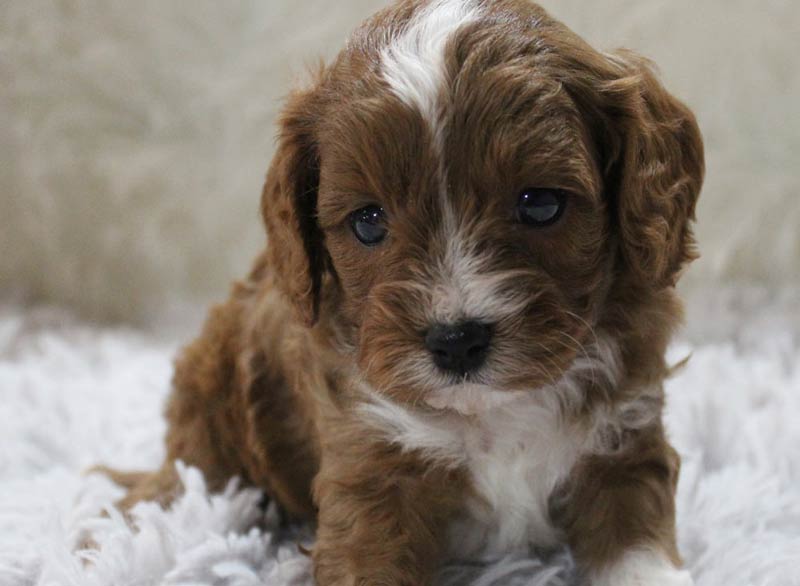 Best Blue Diamond Cavapoo Puppy Shipped to Mercerville-Hamilton Square New Jersey