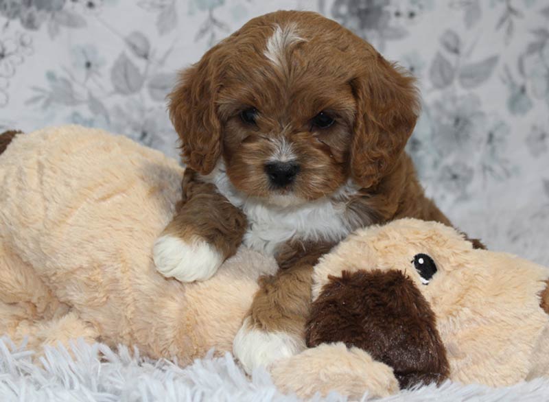 Best Cavapoo Puppies for sale in Mercerville-Hamilton Square New Jersey