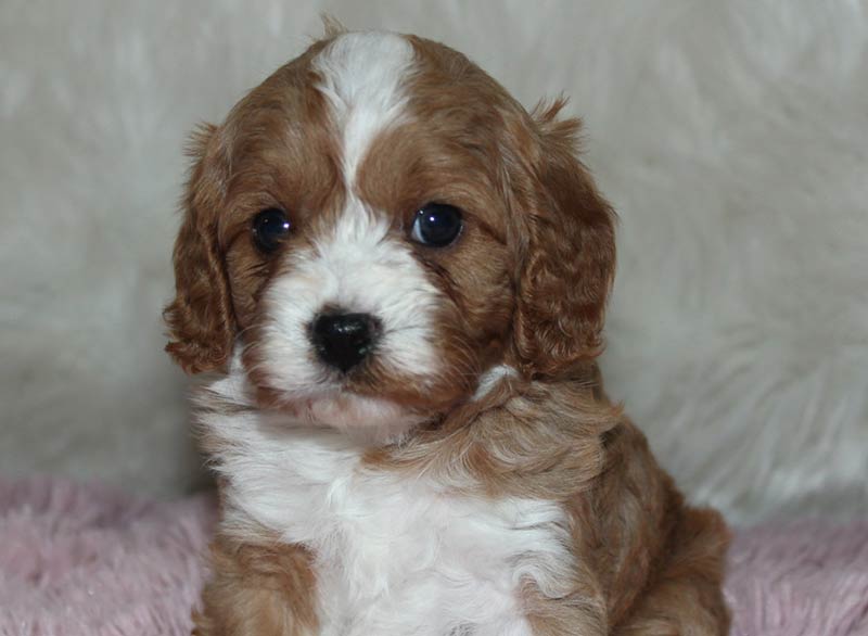 Stunning Mountain Home Arkansas Red and White Cavappo Puppy