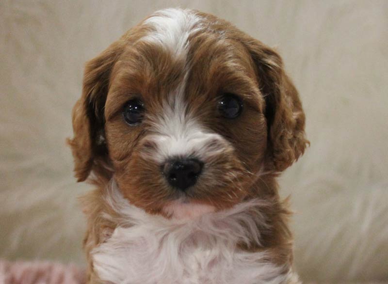 Best Cavapoo Pups for sale near Village of Oak Creek (Big Park) Arizona