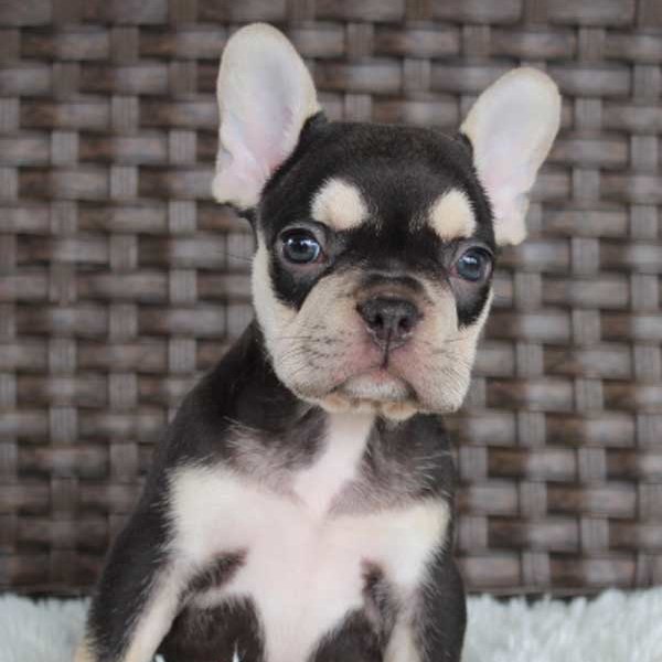 Best AKC French Bulldog Puppy Breeder Heritage Village, Connecticut. Blue Diamond Family Pups.