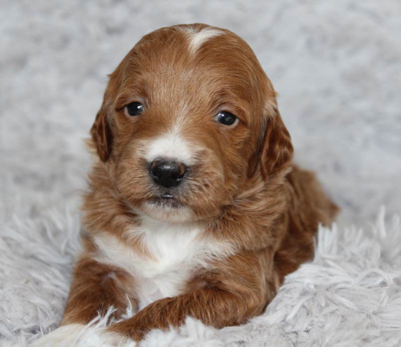 Miniature Goldendoodle Puppies - Family Friendly and Low Shedding