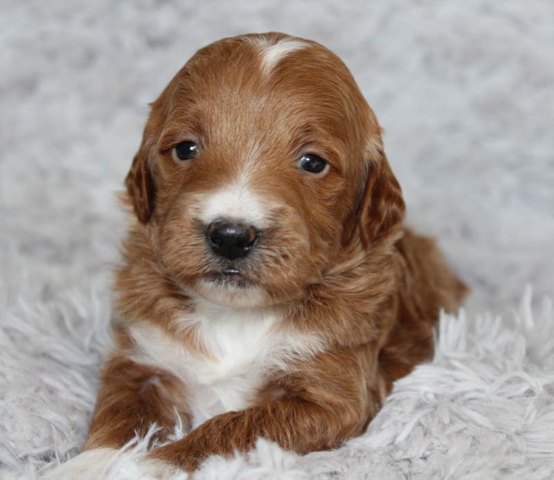 Best Mini Goldendoodle Puppies for sale in Saratoga Springs New York!