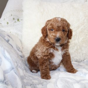 Miniature Goldendoodle puppy