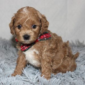 F1B Cavapoo Puppy For sale