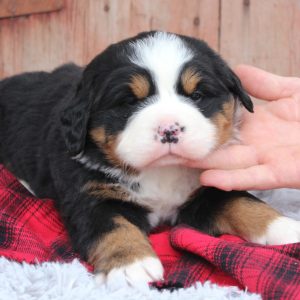 Best Bernese Mountain Dog Puppies