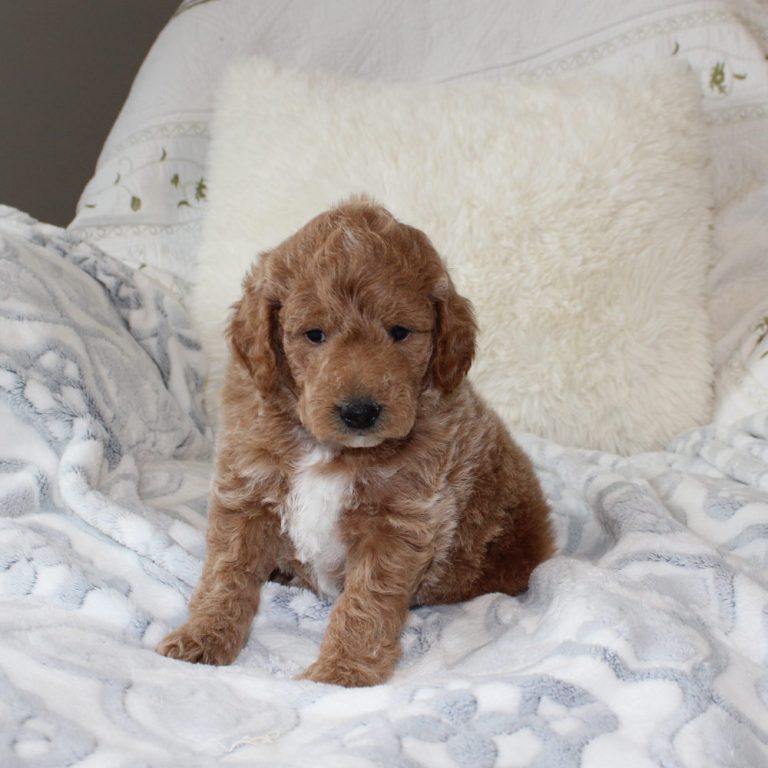 Mini Goldendoodle Puppies