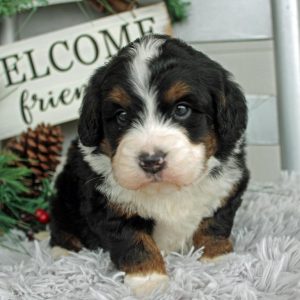 Chester a Beautiful Mini Bernedoodle from Blue Diamond