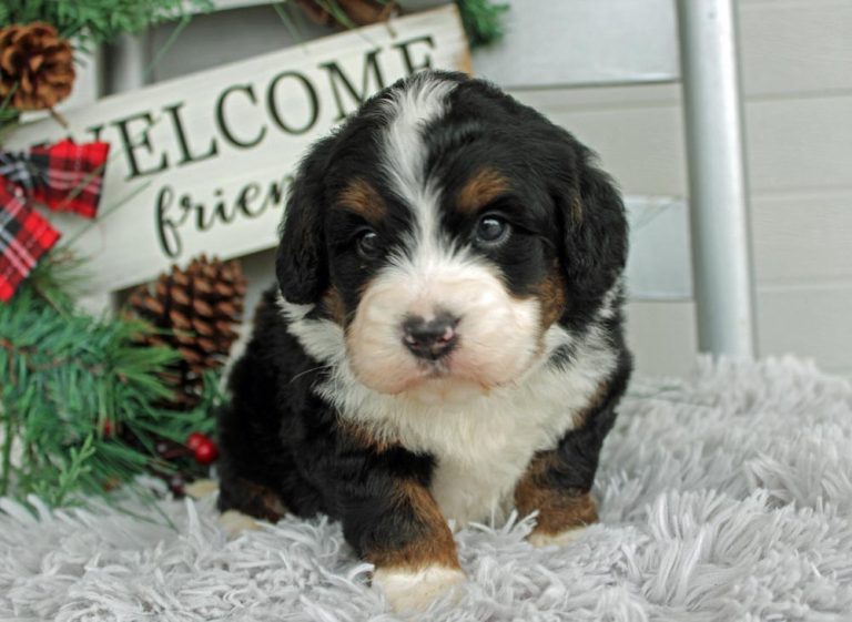 Chester a Beautiful Mini Bernedoodle from Blue Diamond