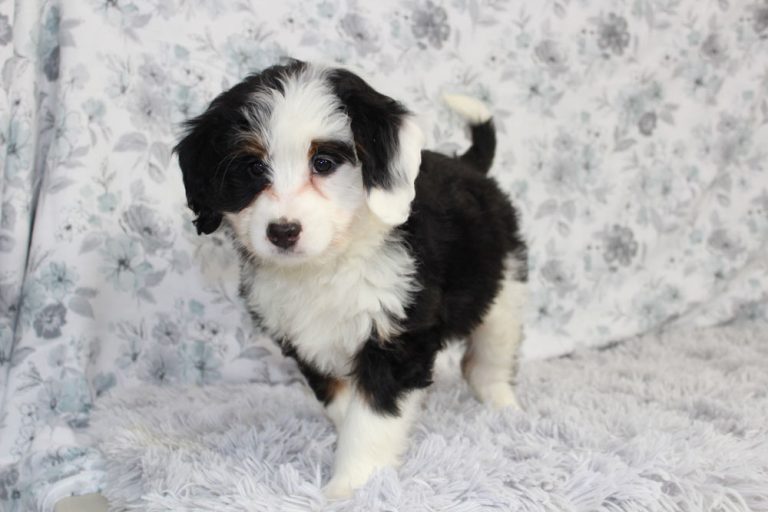 Best Mini Bernedoodle Puppies