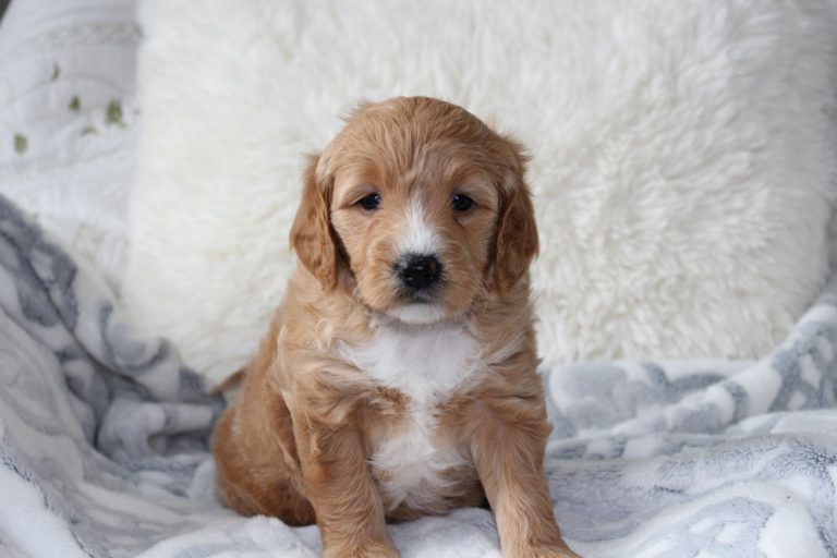 Daisey a mini goldendoodle puppy