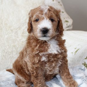 Best Mini Goldendoodle Puppies for sale