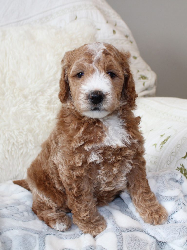 Best Mini Goldendoodle Puppies for sale