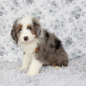 Best Minature Bernedoodle Puppies