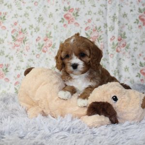 female Cavapoo Puppy