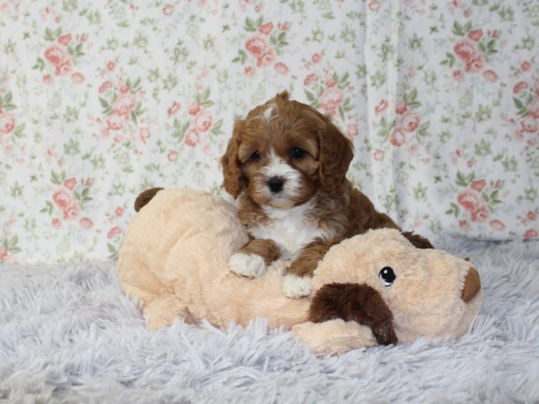 female Cavapoo Puppy