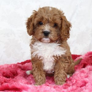 Best F1 Cavapoo Puppies