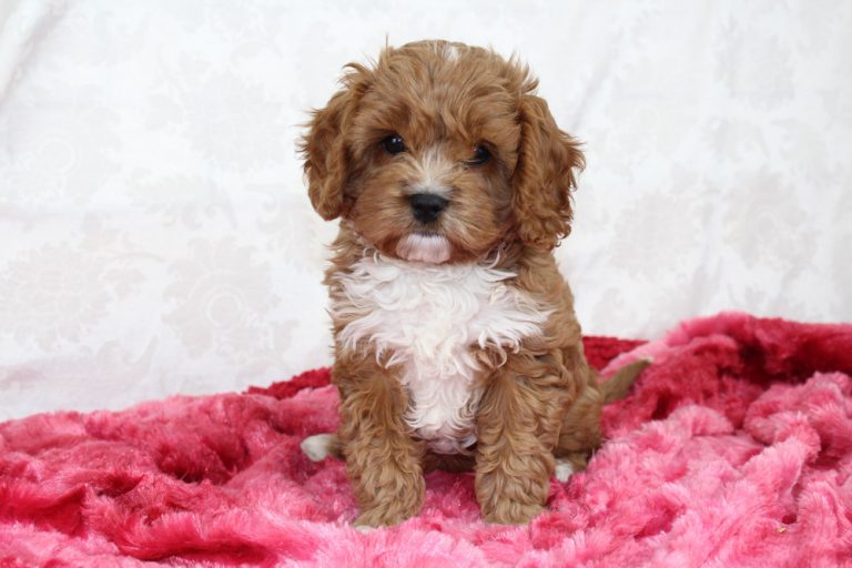 Best F1 Cavapoo Puppies