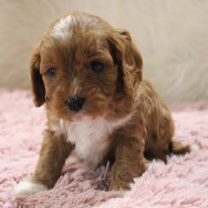 Cavapoo puppy