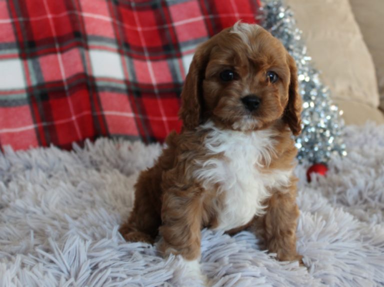 Maximus F1 Cavapoo Puppy