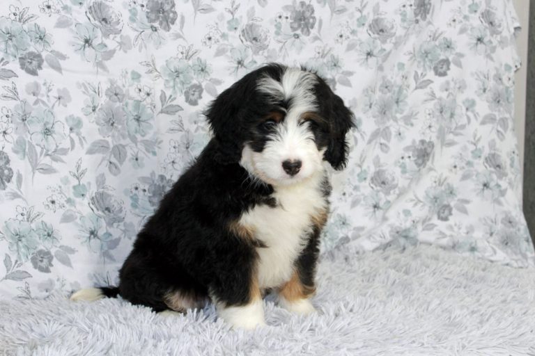 Milo Mini Bernedoodle puupy from Blue Diamond Family Pups
