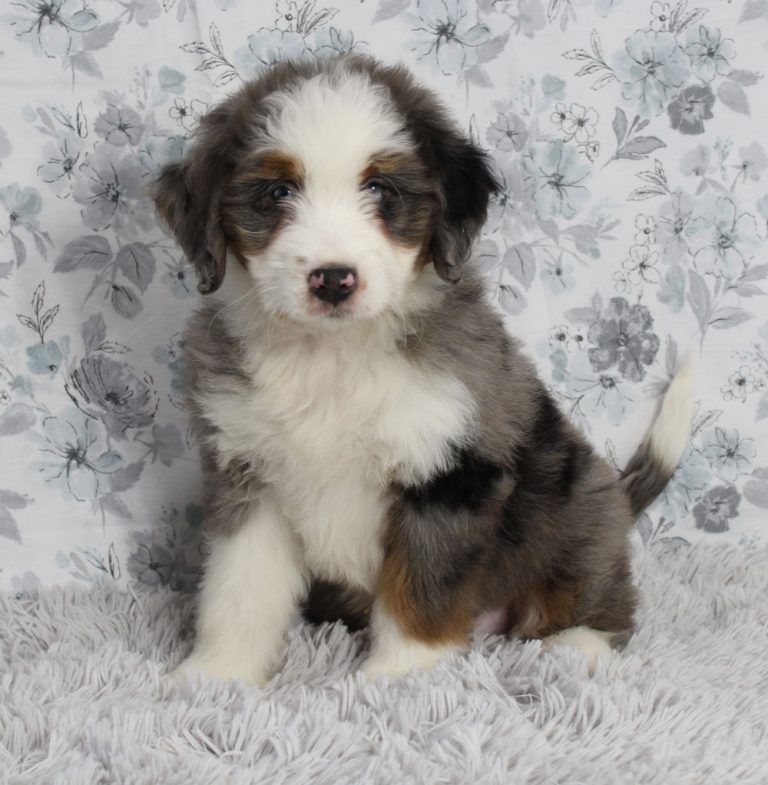 Miniature Bernedoodle Puppy