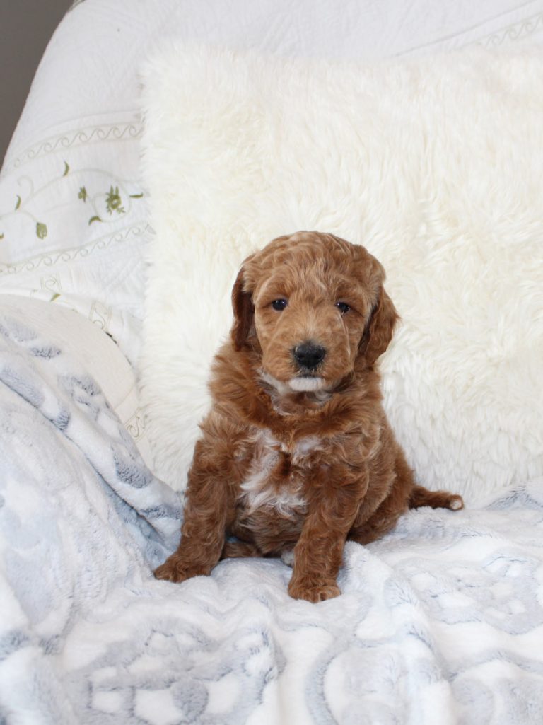 Mini Goldendoodle Puppy