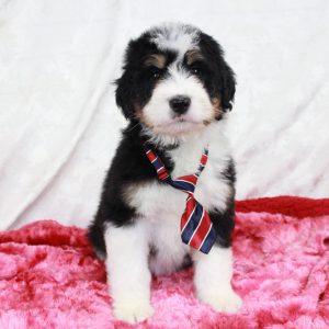 Blue Diamond Family Bernedoodle Puppies