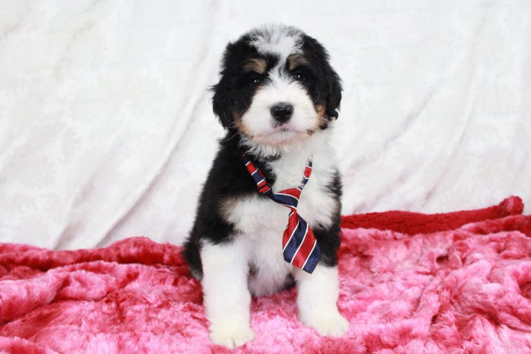 Blue Diamond Family Bernedoodle Puppies