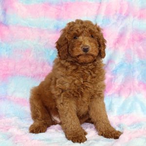 Best Mini Labradoodle Puppies