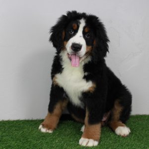 Boone A Bernese Mountain Dog Puppy