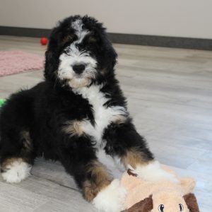 Bernedoodle Puppy for sale