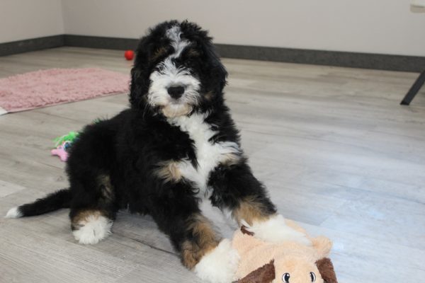Bernedoodle Puppy for sale