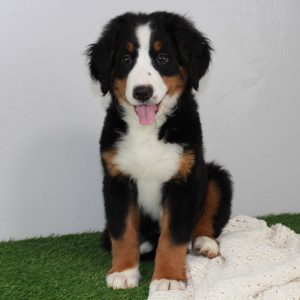 Best Berense Mountain Dog Breeder Blue Diamond Family Pups