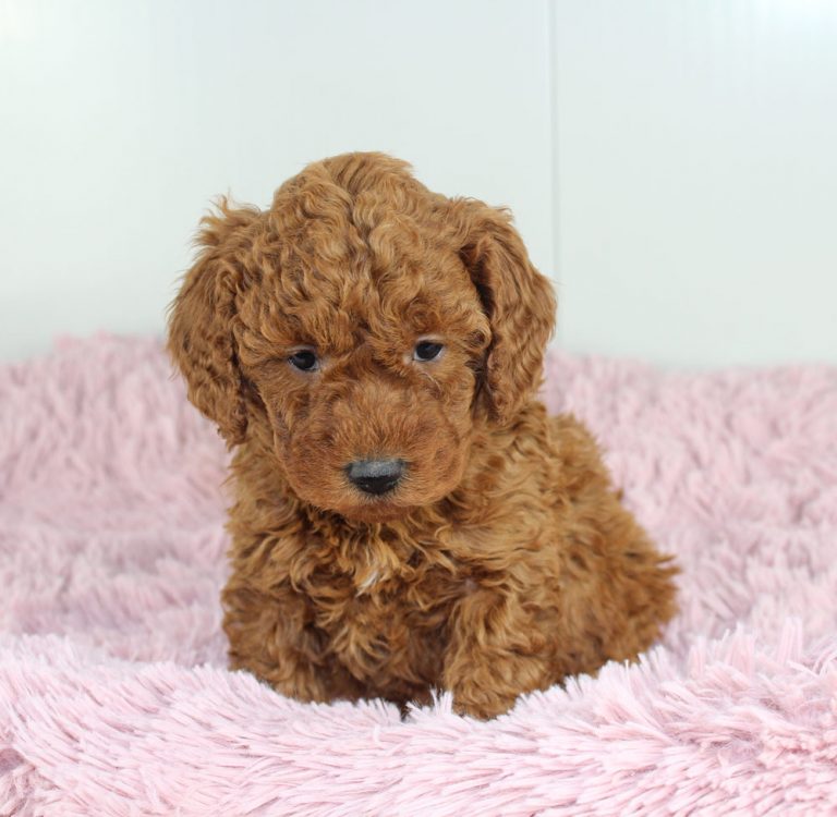 Best designer mini goldendoodle puppies for sale