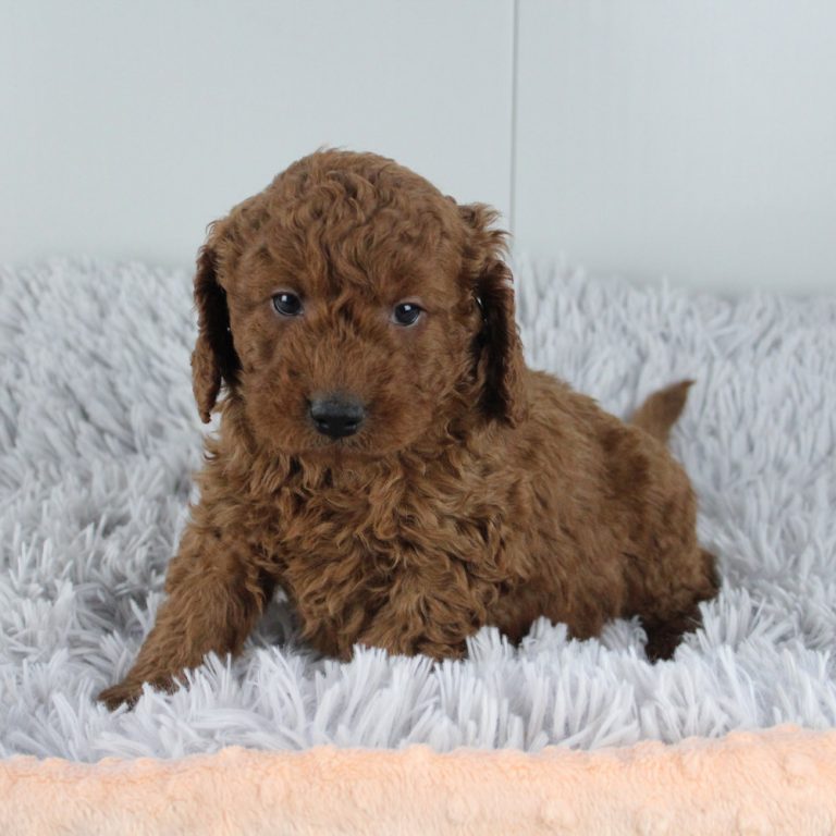 Jax a premium mini golden doodle puppy from Blue Diamond Family Designer Pups