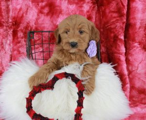 Lotty a Mini Labradoodle Puppy from Blue Diamond Family Pups