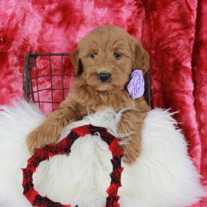 Lotty a Mini Labradoodle Puppy from Blue Diamond Family Pups