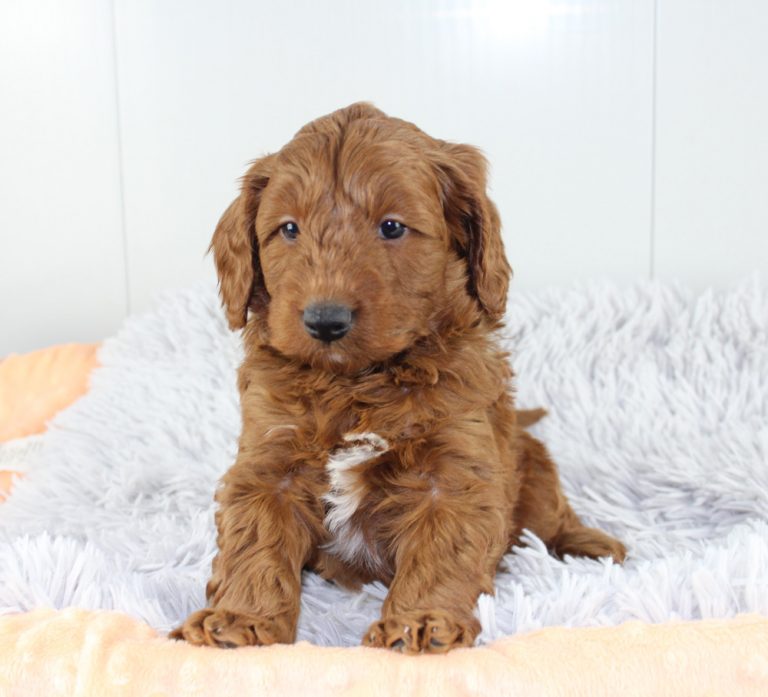 Blue Diamond Family pups designer Mini Goldendoodles