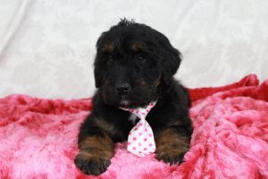 Besutiful Bernedoodle Puppy from blue Diamond Family Pups