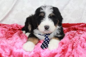Moose a Bernedoodle Puppy from Blue Diamond Family pups