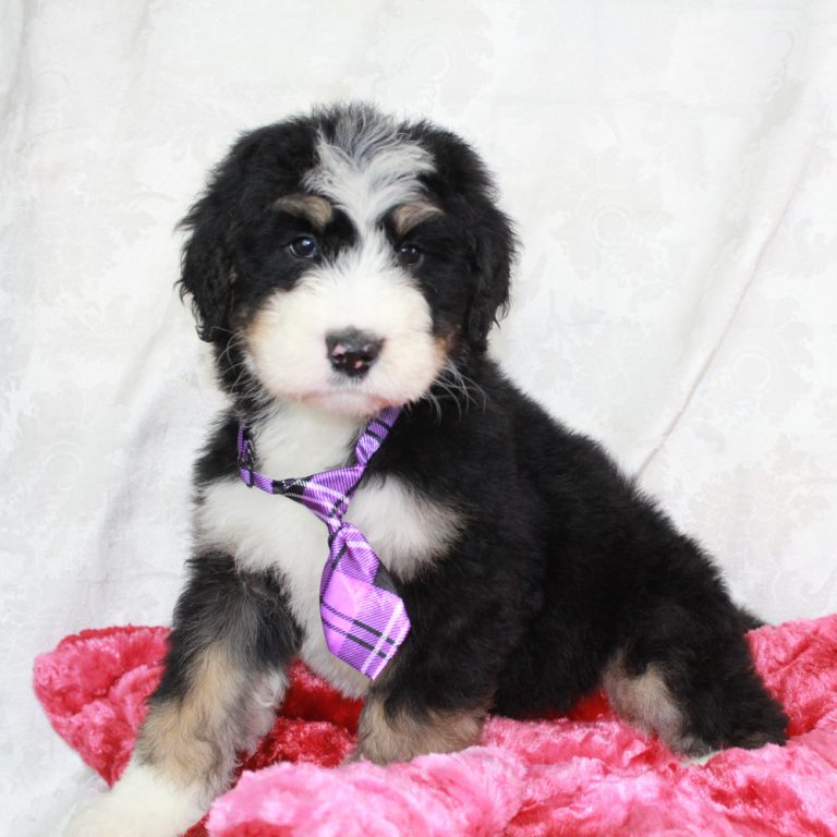 Best Bernedoodle Puppies