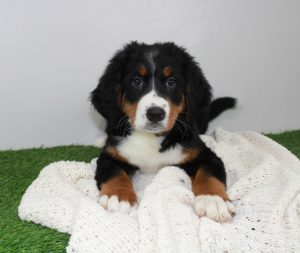 River a Registered Bernese Mountain Dog Puppy