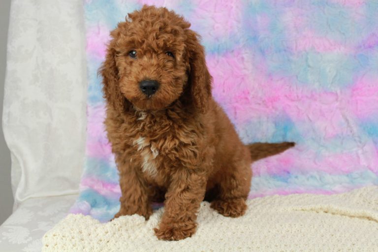 Best Mini Goldendoodle Breeder puppies for sale