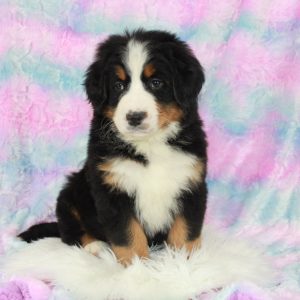 Bernese Mountain Dog Puppies for Sale
