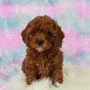 Best Cavapoo puppies for sale