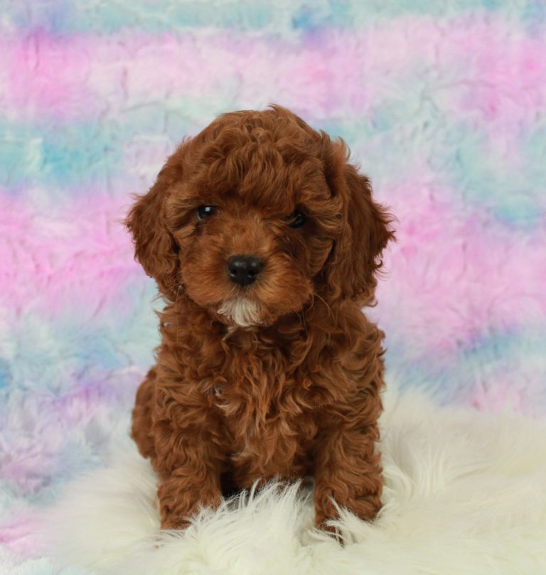 Best Cavapoo puppies for sale