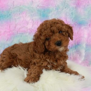 Cavapoo Puppy Dog for sale