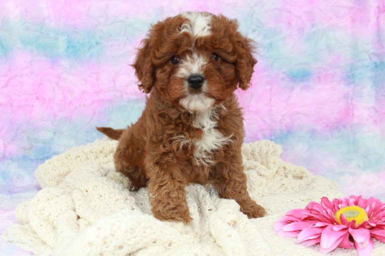 Maui a Premier Cavapoo Puppy