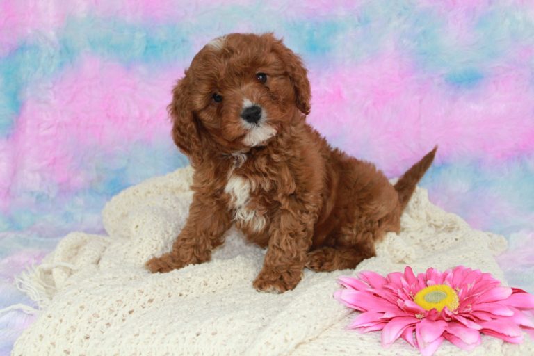 Micky a Blue Diamond Family Cavapoo Puppy